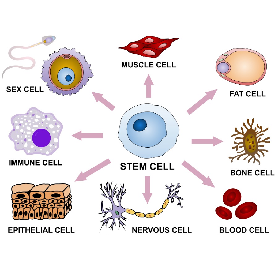 Các tế bào gốc thường chứa yếu tố giúp tái tạo và phục hồi các thương tổn hiệu quả.